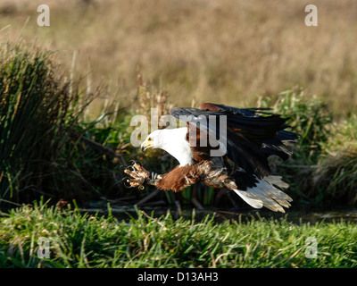Un poisson africain Eagle swooping sur un ensemble Banque D'Images