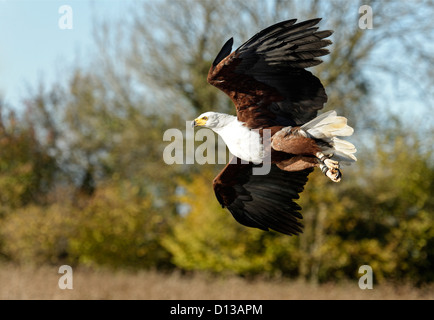 Un poisson africain Eagle swooping sur un ensemble Banque D'Images