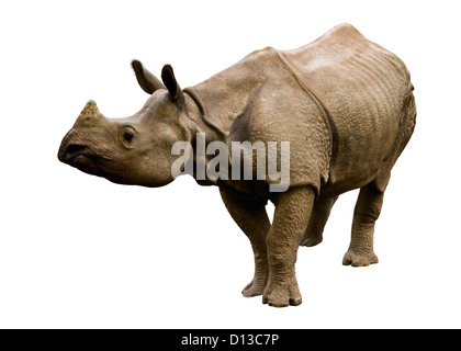 Zoo de rhinocéros Banque D'Images