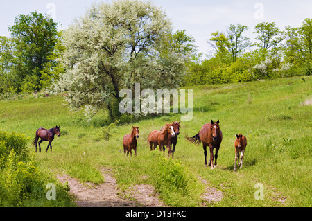 Troupeau de chevaux sauvages sur fond de steppe paissent Banque D'Images