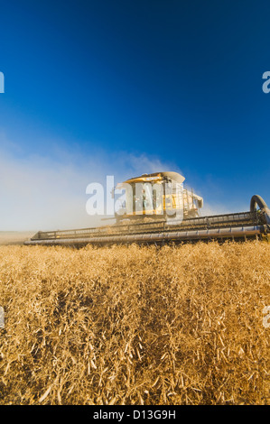 La récolte de pois de Ponteix, Saskatchewan Canada Banque D'Images