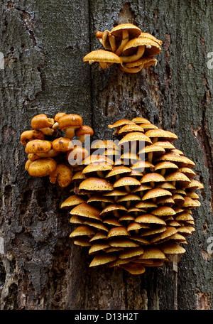 Scalycap d'or de plus en plus de champignons sur un arbre, Pholiota aurivella, Strophariaceae. Banque D'Images