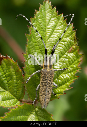 Golden-Gris fleuri longicorne asiatique, chardon, Agapanthia villosoviridescens longicorne, Lamiinae, Cerambycidae. Banque D'Images