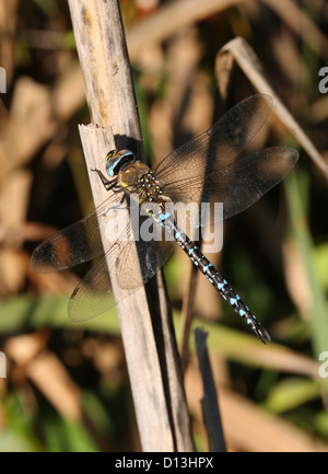 Les rares hommes ou Migrant Hawker Aeshna mixta, libellule, Aeshnidae, Anisoptera, d'Odonates. Banque D'Images