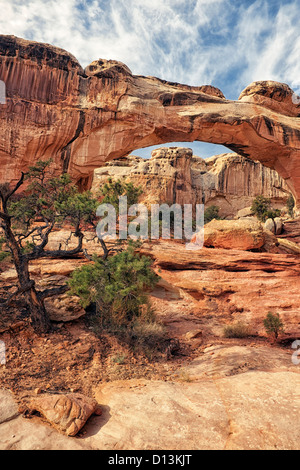 L'Hickman Bridge est une arche naturelle de grès s'étendant sur 133 pieds en Utah's Capitol Reef National Park. Banque D'Images