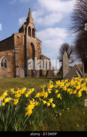 Jonquilles et chute de pierres tombales en cimetière de l'église de St James, Burton Lazars, Leicestershire, UK Banque D'Images