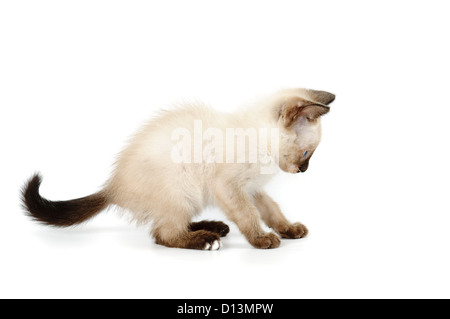 Chaton siamois ludique drôle sur fond blanc Banque D'Images