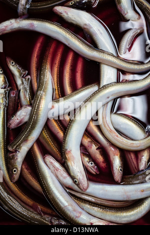 Les anguilles en vente sur le marché aux poissons de Tsukiji, Tokyo Banque D'Images