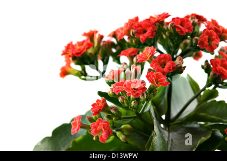 Fleurs rouge kalanchoe closeup on white Banque D'Images