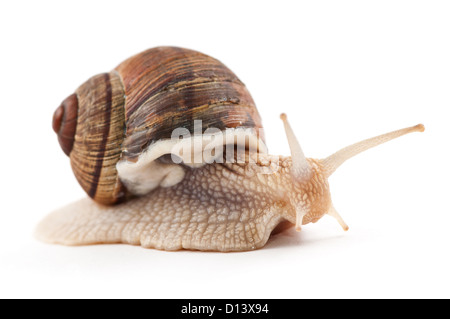 Escargot sur un fond blanc Banque D'Images