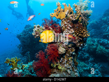 Silhouette de plongeurs derrière un masque jaune vif médiocre avec des coraux durs et mous sur un récif de corail Banque D'Images