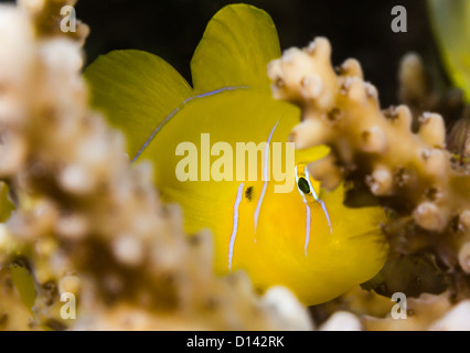 Un gobie citron timide se cache derrière les branches de protection d'une table d'Acropora corail sur un récif de la Mer Rouge Banque D'Images