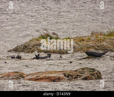 6 juillet 2012 - Ketchikan Gateway Borough, Alaska, États-Unis - un groupe de phoques communs (Phoca vitulina) se réunissent autour de quelques roches dans le Misty Fjords National Monument et espace sauvage. (Crédit Image : © Arnold Drapkin/ZUMAPRESS.com) Banque D'Images