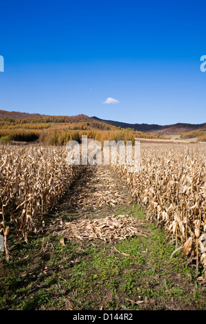 Journée d'automne lumineux sur un champ Banque D'Images