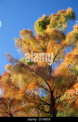 Close up of Taxodium Ascendens Nutans en automne contre un ciel bleu, en Angleterre Banque D'Images