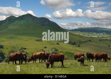 Scène rurale typique de l'Auvergne du bétail sur un haut plateau en puy de dome district de France Banque D'Images