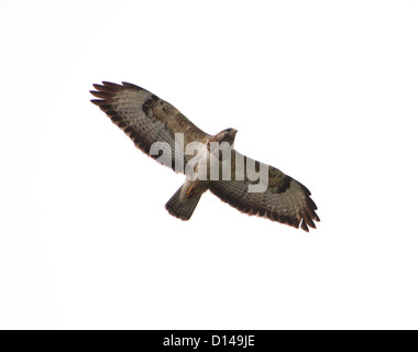 Buzzard (Buteo buteo européenne) en vol avec des ailes à grande échelle Banque D'Images