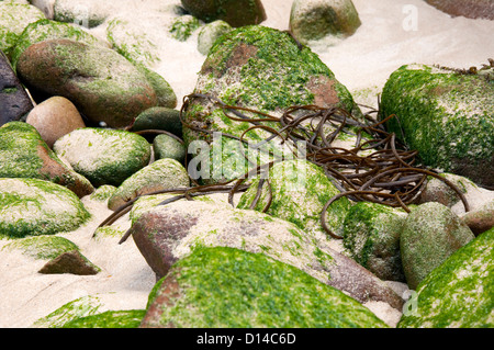 Close up de roches et d'algues sur la plage Corblet sur Alderney, Channel Islands Banque D'Images