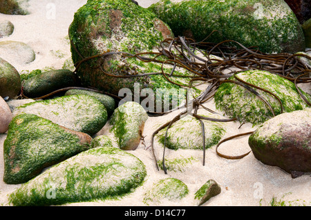 Close up de roches et d'algues sur la plage Corblet sur Alderney, Channel Islands Banque D'Images