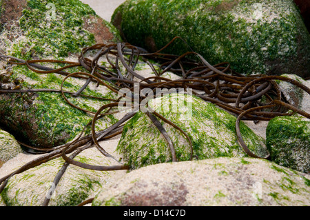 Close up de roches et d'algues sur la plage Corblet sur Alderney, Channel Islands Banque D'Images