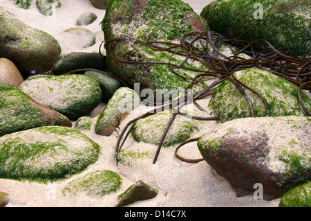 Close up de roches et d'algues sur la plage Corblet sur Alderney, Channel Islands Banque D'Images