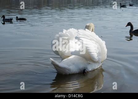 Cygne muet, Cygnus olor, aux spectacles avec les extensions relevées dans l'écran, menaçant, Rother Valley UK Banque D'Images