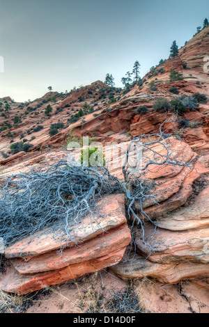 Zion National Park est situé dans le sud-ouest des États-Unis, près de Springdale, en Utah Banque D'Images