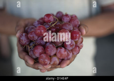 Close up of hands holding grapes Banque D'Images