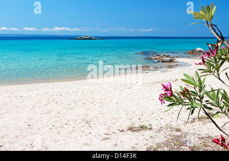 La plage pittoresque de Kalogria à Sithonia de la péninsule de Halkidiki en Grèce Banque D'Images