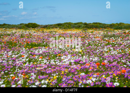 Champ de fleurs in rural landscape Banque D'Images