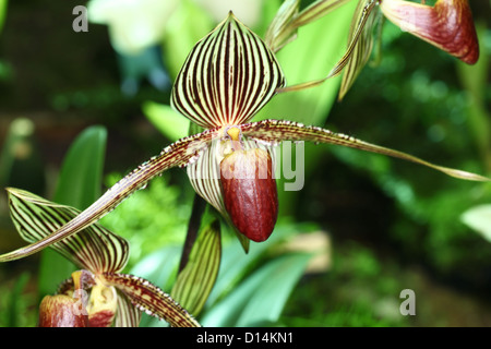 Rothschild's Slipper Orchid (Paphiopedilum rothschildianum) Banque D'Images