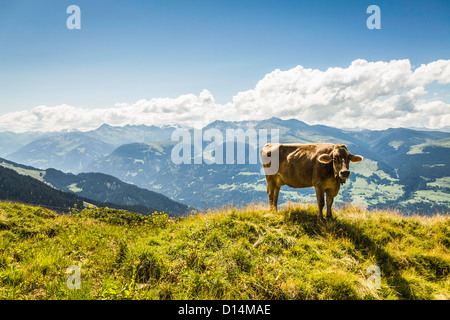 Le pâturage des vaches on grassy hillside Banque D'Images