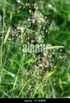 Quaking grass (Briza media) et du chien à crête-tail grass (Cynosurus cristatus) dans un champ England UK Banque D'Images