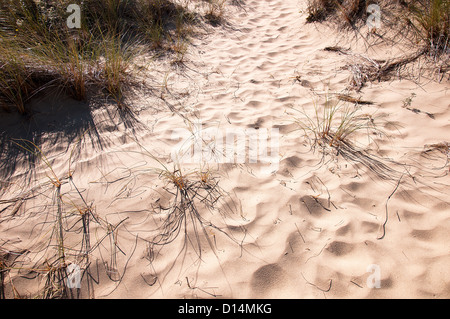 Les dunes de sable près de la ville côtière de Florence dans le Nord de la Californie, USA Banque D'Images