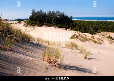 Les dunes de sable près de la ville côtière de Florence dans le Nord de la Californie, USA Banque D'Images