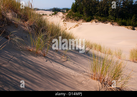 Les dunes de sable près de la ville côtière de Florence dans le Nord de la Californie, USA Banque D'Images