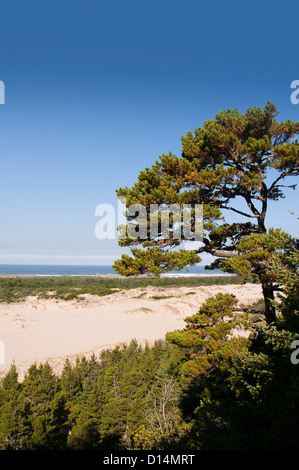 Les dunes de sable près de la ville côtière de Florence dans le Nord de la Californie, USA Banque D'Images