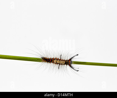 Les petits poils sur la tige caterpillar isolé sur un fond blanc. Studio shot, vue de dessus. Banque D'Images