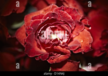 Close up of red rose for sale at market Banque D'Images