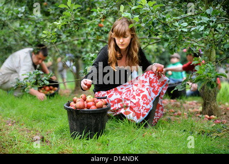 La fabrication du cidre à Broome Farm, près de Ross-on-Wye, au Royaume-Uni, où il y a un camping et dégustation à la recherche de préparateurs de apple Banque D'Images