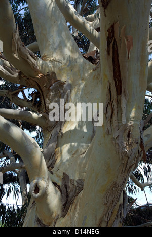 Tronc d'arbre d'Eucalyptus Kew Gardens London UK Banque D'Images