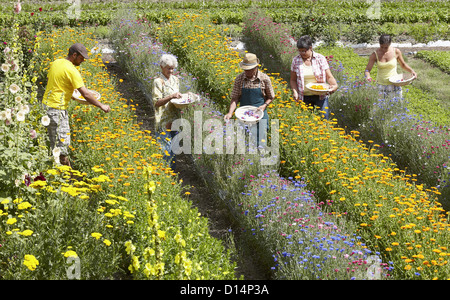 Les personnes âgées la cueillette des fleurs dans le champ Banque D'Images