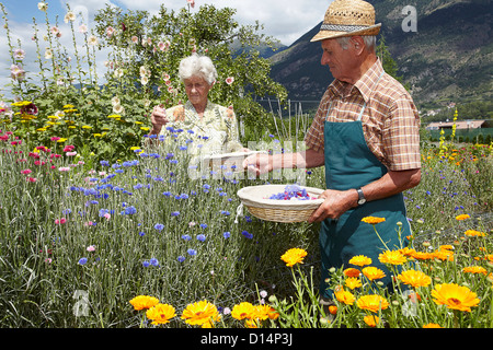 Les personnes âgées la cueillette des fleurs dans le champ Banque D'Images