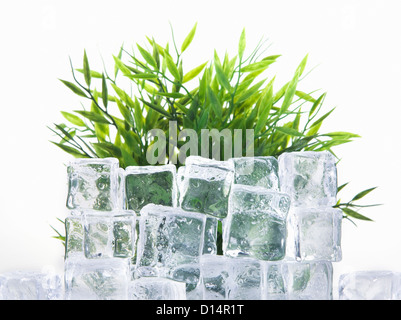 Cubes de glace empilée par plante verte Banque D'Images