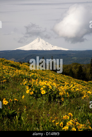 Le long de la balsamorhize Tom McCall Trail partie de la gorge du Columbia National Scenic Area avec Mount Hood dans la distance. Banque D'Images