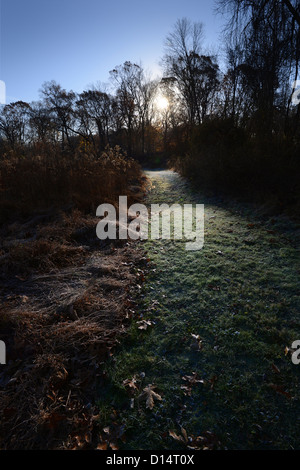 Chemin à travers forêt éclairée par le soleil du matin Banque D'Images