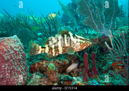 Un Mérou Epinephelus striatus, une espèce en voie de disparition et protégées, nage sur un récif de corail au large Palm Beach, en Floride Banque D'Images