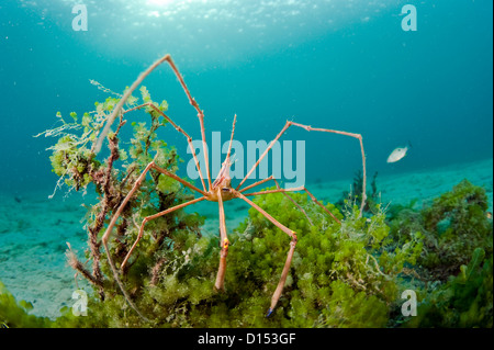 Stenorhynchus seticornis Crabe, Arrowhead, photographiés dans le Lake Worth Lagoon, Singer Island, Florida, United States Banque D'Images