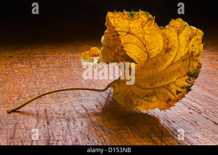 Feuille sèche sur table en bois Banque D'Images
