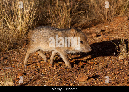 Pécari à collier Tayassu tajacu Tucson, comté de Pinal, Arizona, United States 1 immatures Décembre Banque D'Images